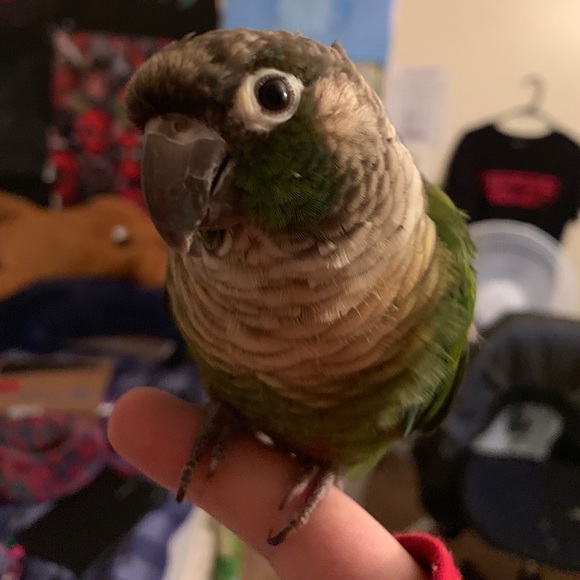 Meet your Posher, Ryan - Picture 1 of 1